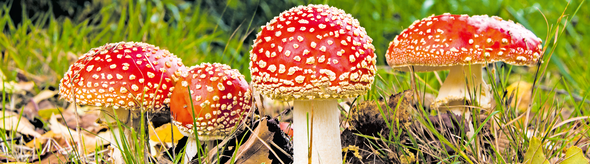Essenz 2025: Amanita muscaria