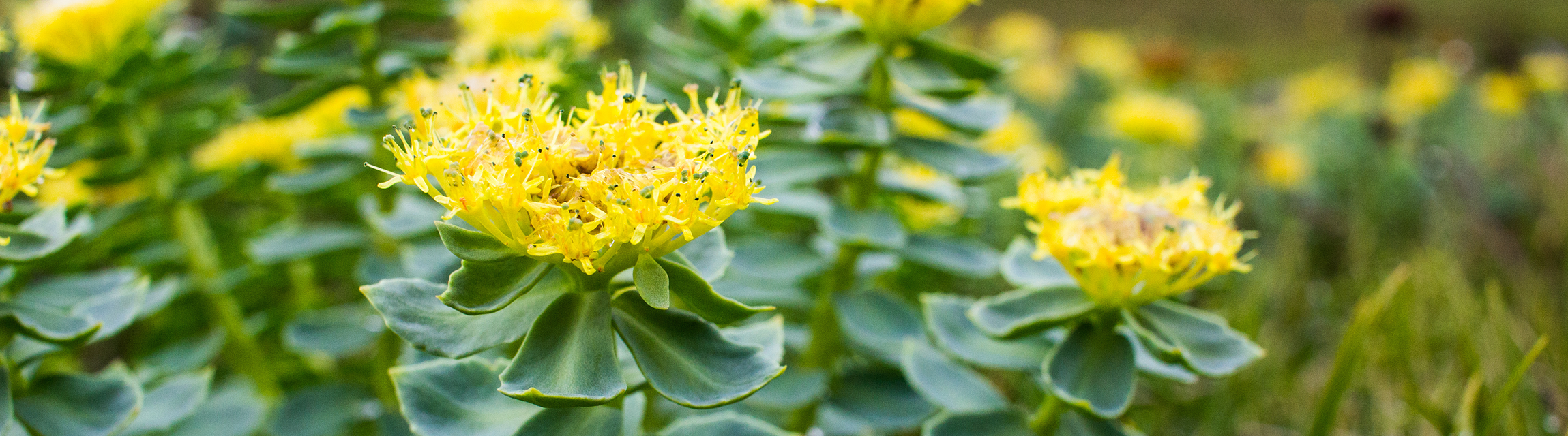 Essenz 2025: Rhodiola rosea