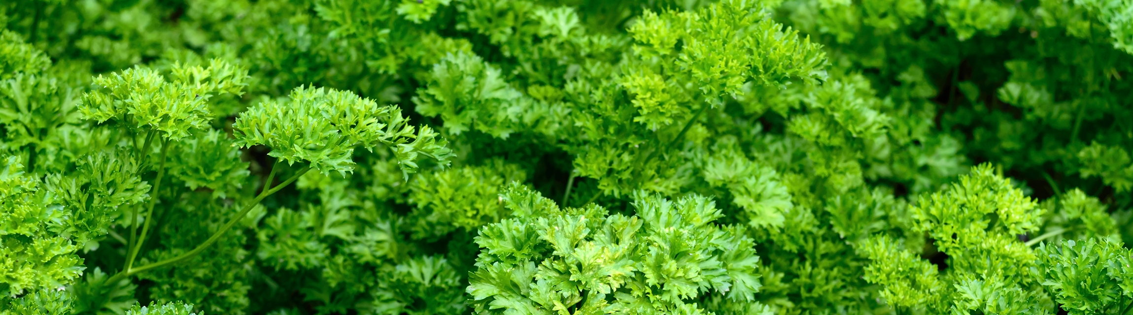 Essenz 2026: Petroselinum crispum