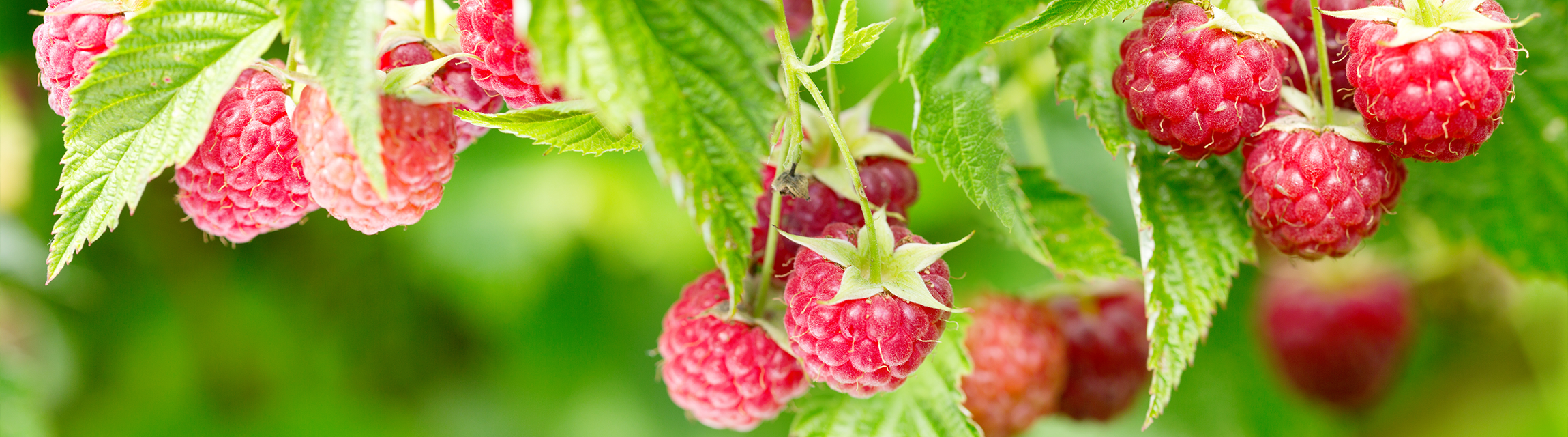 Essenz 2026: Rubus idaeus